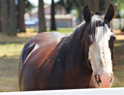 Revisiting the Town of the Most Famous Horse Sex Death